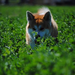 Akita Inu Dog Fights in Japan