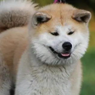 Akita Inu - Samurai Dog History