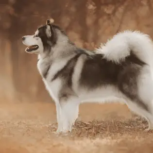 Top 10: Dogs With Curly Tails