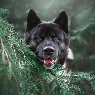 Akita Temperament - What You Should Know Before You Get Akita