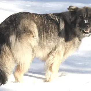 American Alsatian - Rare Dog With Wolf Appearance