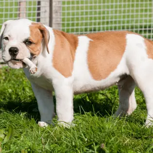 What to Do if Dog Eats a Chicken Bone?