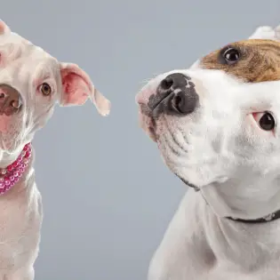 American Bulldog vs Pitbull - What Is The Main Difference