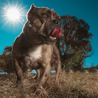 American Bully - Shredded American Breed