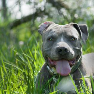 Amstaff - Fun Facts