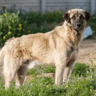 Anatolian Shepherd - Fierce Dog With The Strongest Bite