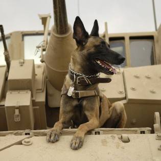 War Dogs Through History