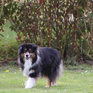 Australian Shepherd - Shedding Control