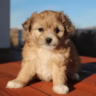 Is Aussiedoodle Right Choice for You?