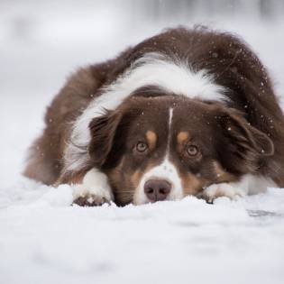 Australian Shepherd Rescue Organizations