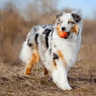 Australian Shepherd - Beautiful, Intelligent & Playful Dog Breed [2023 Owner's Guide]