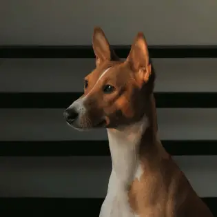 Top 6 Basenji Fun Facts