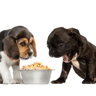 Best Dog Food for Picky Eaters in 2023