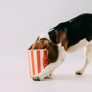 Is Popcorn Safe For Dogs?