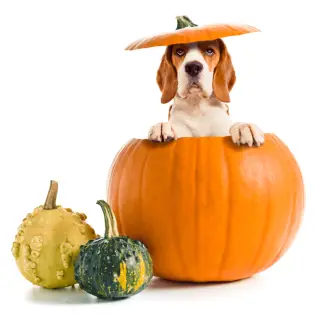 Pumpkin For Dogs: Why You Should Have It At Home