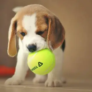 Pocket Beagle - What do Breeders Think About Them