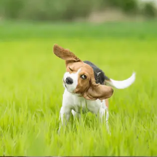 Dog Shaking Head - What Does it Mean?