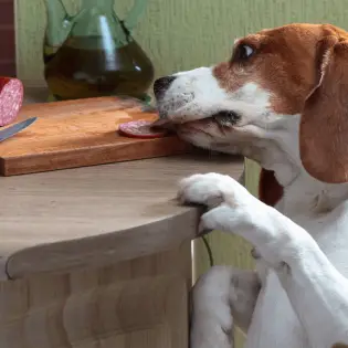 Can Dogs Eat Pork?