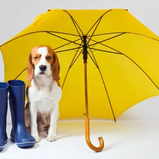 Top 5 - Dog Umbrellas