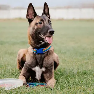 Temperament Of The Belgian Malinois