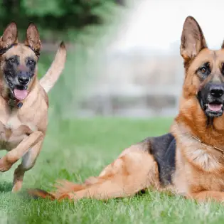 Belgian Malinois vs German Shepherd - Similarities & Differences