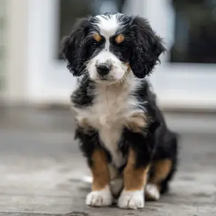 13 Fun Facts About Bernedoodles