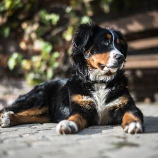 Bernese Mountain Dog: Owner Discussion