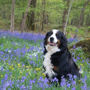 Bernese Mountain Dog Rescue Information