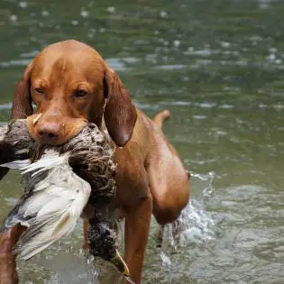 The 7 Best Hunting Dog Breeds