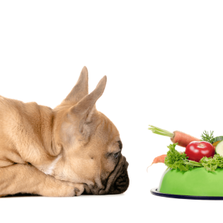 Top 10 List: Best Vegetables for Dogs