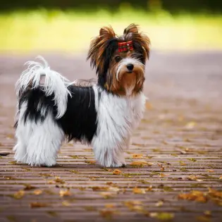 Meet The Newest Recognized Breed - The Biewer Terrier