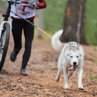 Is Bikejoring Right for You and Your Dog