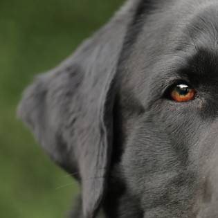 The 11 Most Popular Black Dog Breeds