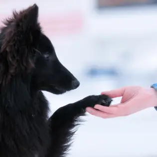 Best Puppy Training Treats in 2023