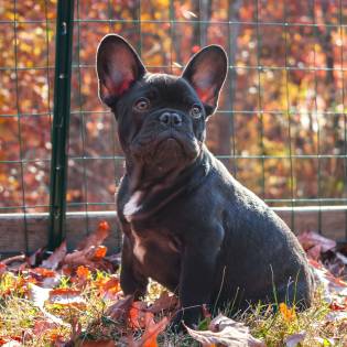 French Bulldog - the Journey