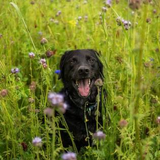 Black Lab - 10 Fun Facts