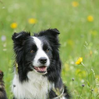 7 Interesting Facts About the Border Collie