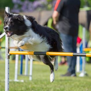 Dog Agility Equipment: Getting Started