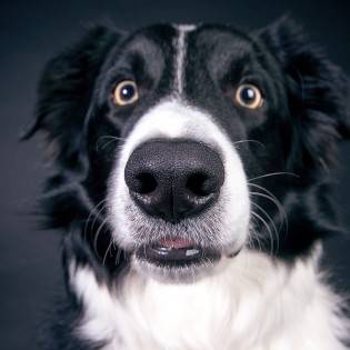 What Does it Mean When a Dog's Nose is Dry