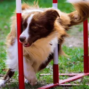 All About Dog Agility Training