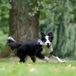 Should You Use Drontal Plus for Your Dog As A Dewormer