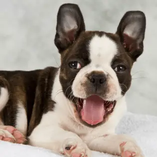 7 Boston Terrier Fun Facts You Didn't Know