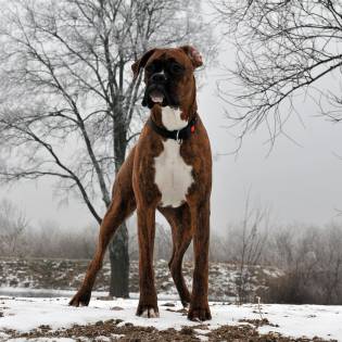 Best Boxer Rescue Organizations in the US