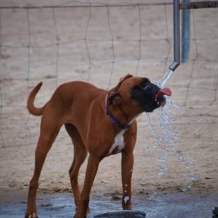 Why is My Dog Drinking So Much Water