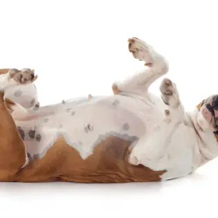 How to Teach Your Dog to Roll Over in 3 Easy Steps!