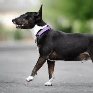 Are Martingale Collars Safe for Dogs?