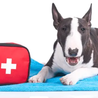 Best Dewormers For Your Dog