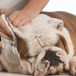Kako očistiti pseće uši u 3 jednostavna koraka