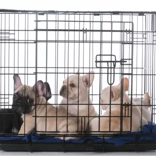 Is Your Puppy Crying in Crate - Here's What You Do