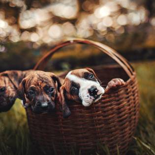 Buying a Dog From a Breeder - Guide